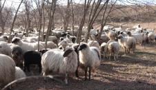 Milos Škorić pastir ovce (1).png