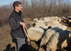 Milos Škorić pastir ovce (2).png