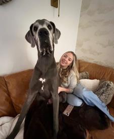 Velington, nemačka doga iz Derbišira visoku preko 190cm (7).png