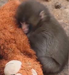 Sedmomesečni makak Panč igra se sa plišanim orangutanom u zoološkom vrtu Ičikava