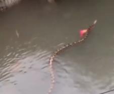 Bali poplave zmija.jpg