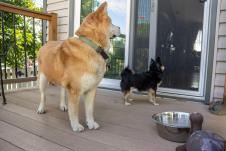 Dva psa na terasi gledaju u vrata