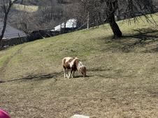 1773149608IVANJICA – Jovana Rajković, devojka koja je odlučila da ostane na selu - Foto -RINA66.jpg