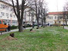 LOZNICA - Osam sadnica u školskom parku.JPG