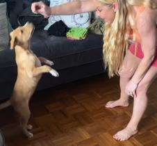 Udomila psa mislila da je čivava