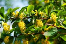 grm biljke žutike ili šimširke