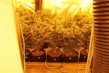 Marihuana konoplja (7).jpg