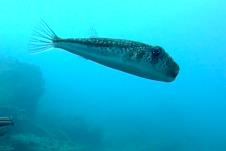 otrovna riba Jadransko more