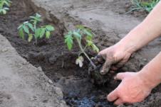 sadnja paradajza.jpg