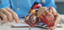 kardilog na modelu srca pokazuje ugradnju stenta