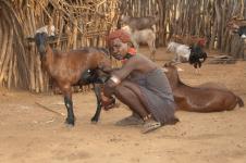 Pleme Hamar - bizarni rituali i način života