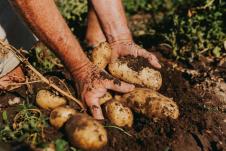 krompir proizvodnja krompira