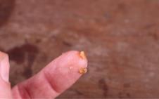 Screenshot 2026-03-30 154244.png