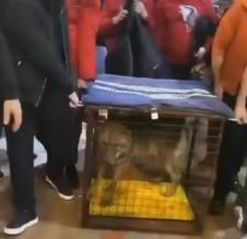 Vuk na turniru u Ulcinju 2.jpg