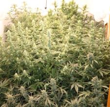 Marihuana Orahovci (1).jpg