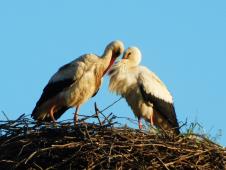 LOZNICA - Primer vernosti.jpg