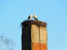 LOZNICA - Stara adresa.jpg