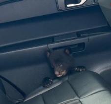 Screenshot 2026-04-05 214031.png