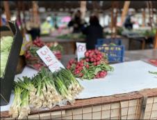 mladi luk i rotkvice