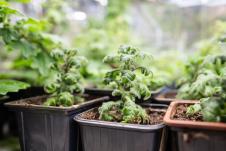 Tamjanika u saksiji na terasi kao ukrasna biljka koja odbija komarce