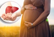 trudnica/model jetre