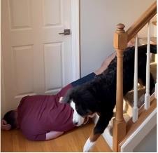 Reakcija psa na vlasnikovu glumu da je pao