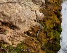 Screenshot 2026-04-09 131355 - Copy.png