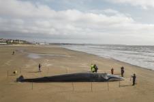 kit nasukan na plaži ilustracija