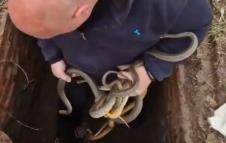 Vladica Stankovic uklonio 6 zmija iz bunara u Merošini