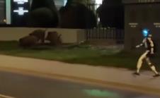 robot Poljska divlje svinje