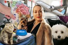 kućni ljubimci avion