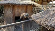 Mali Dunav Radmilovac (12).png