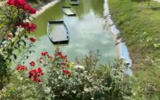 Mali Dunav Radmilovac (3).png