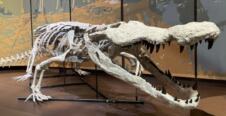 Replika skeleta džinovskog krokodila Deinosuchus schwimmeri izložena u muzeju Telus