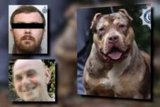 pitbul ubio čoveka Velika Britanija