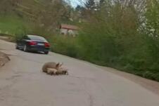 Svinja se oprasila na putu