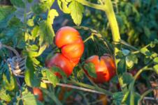 paradajz u bašti obasjan suncem