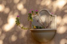 vinka, cveće, biljka