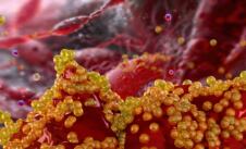 grafički prikaz bakterije stafilokoke pod mikroskopom