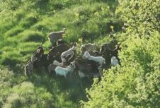 GSS Široki Brijeg koze