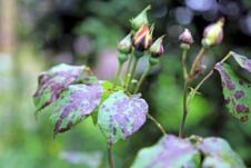 Crna pegavost na ružama