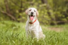 Labrador