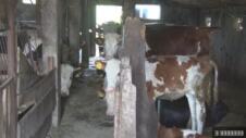 Dok mladi odlaze iz sela, Veljko (21) sa suprugom Tijanom ostao na dedovini U Ka - 11.05.2026 (7).jpg
