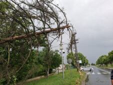 DRVO PALO I POKIDALO KABLOVE Nevreme Apatin (3).jpeg