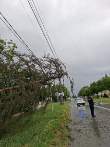DRVO PALO I POKIDALO KABLOVE Nevreme Apatin (1).jpeg