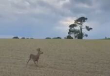 Pijani jelen bambi