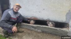 Neobično_prase_bez_ušiju_u_selu_pod_planinom_Maljen__foto__RINA.jpg