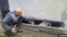 Neobično_prase_bez_ušiju_u_selu_pod_planinom_Maljen__foto__RINA(3).jpg
