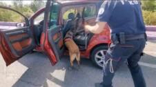 K9_SGP.jpeg