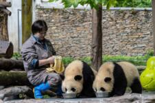 džinovska panda